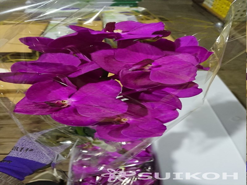 バンダ（ピンク）