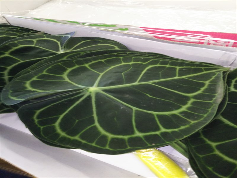 アンスリウム　クリスタリナム（葉）