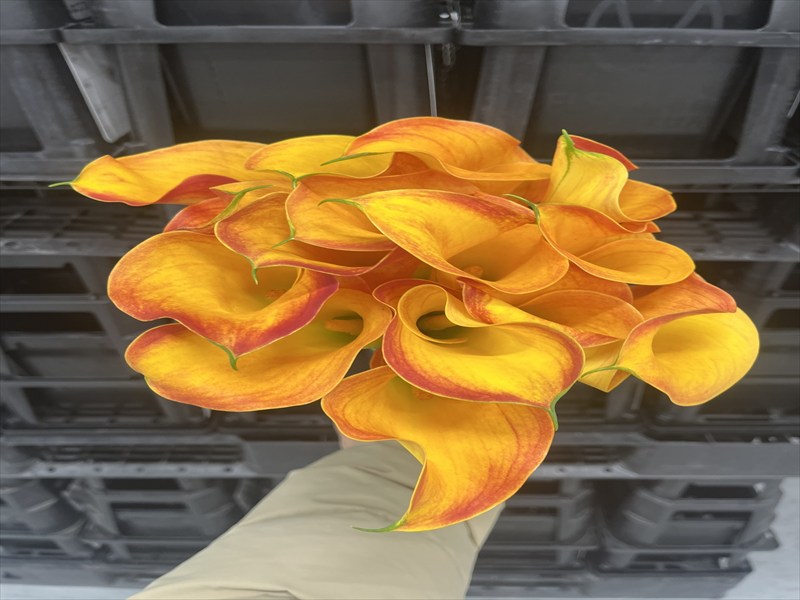 カラー（オレンジ）