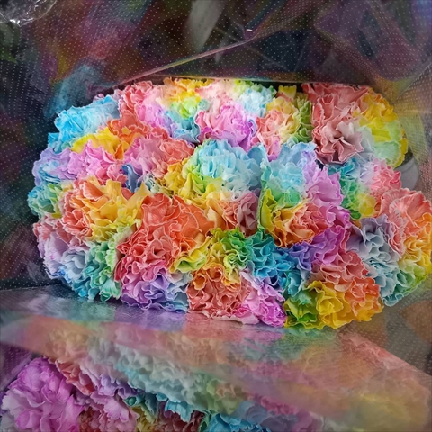 カーネーション（染）