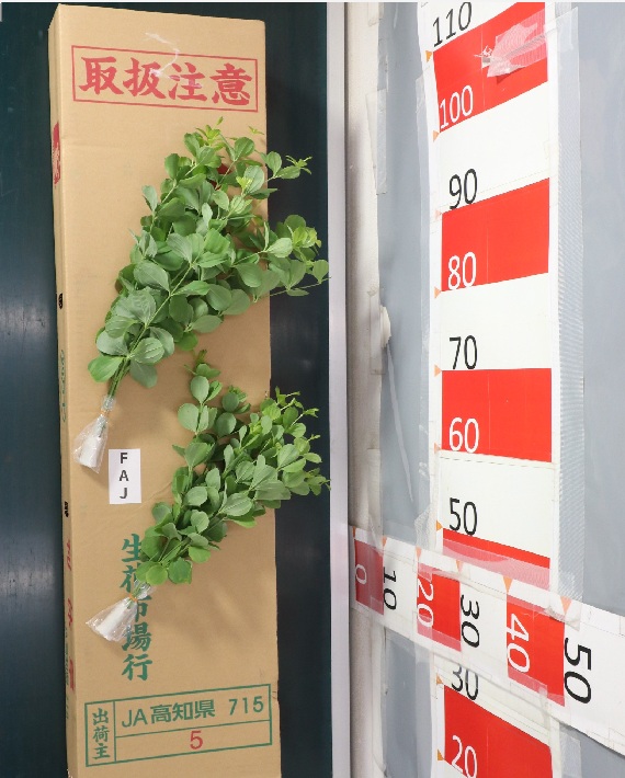 マル葉利休草