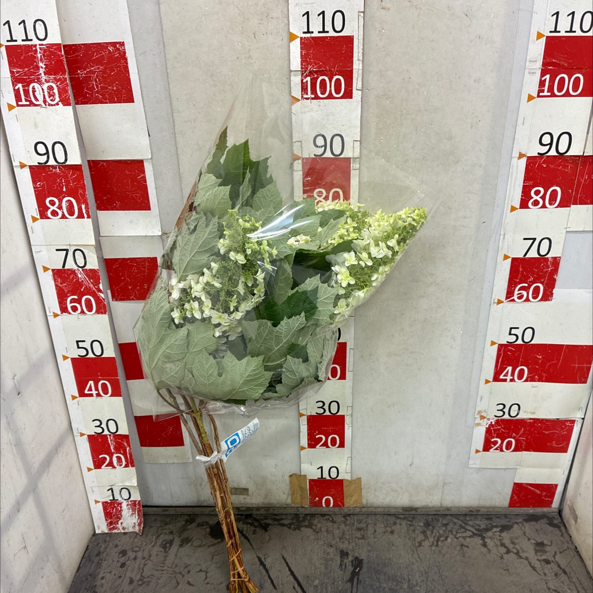 かしわばあじさい
