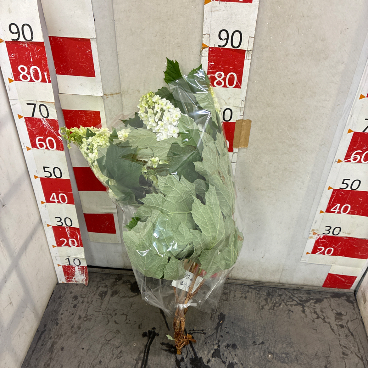 かしわばあじさい