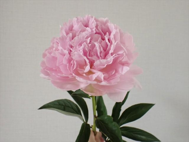 芍 薬