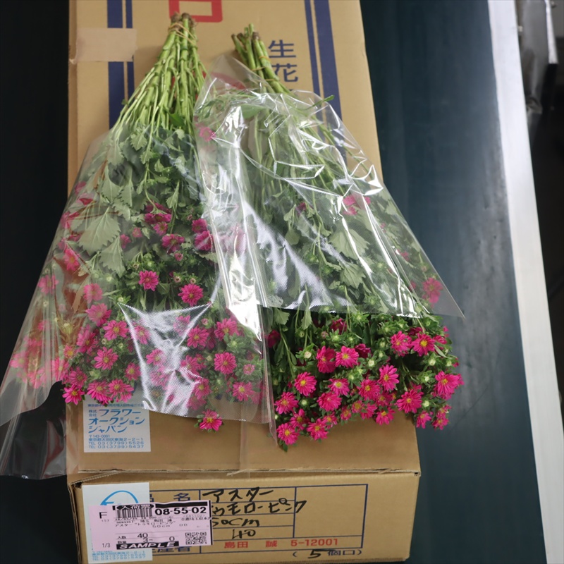 アスター“トゥモローピンク”