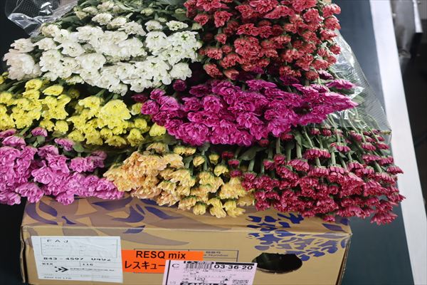 スプレー菊