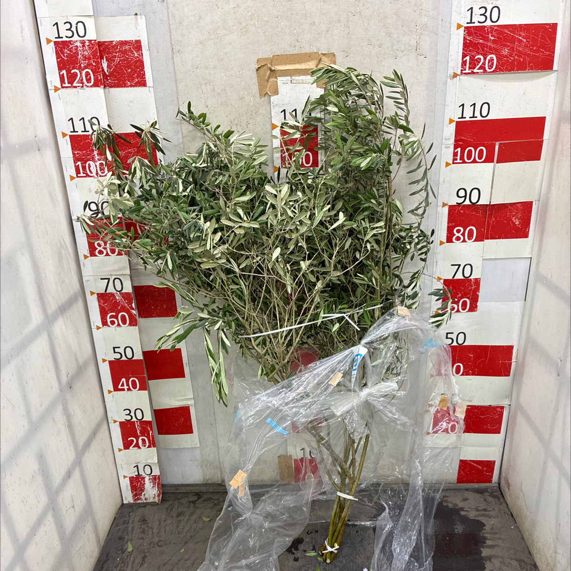 オリーブ