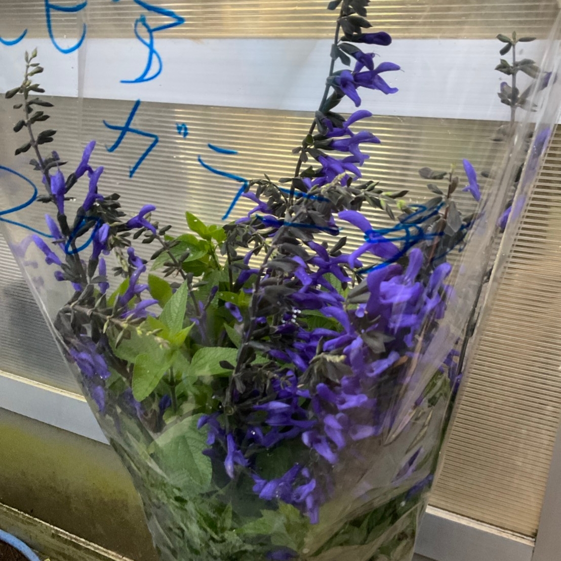 サルビア