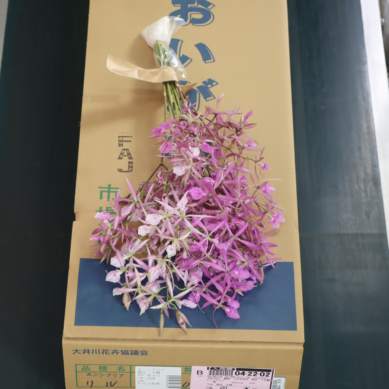 エンシクリア