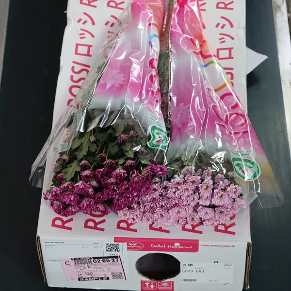 スプレー菊・桃“ロッシピンク”