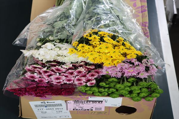 スプレー菊