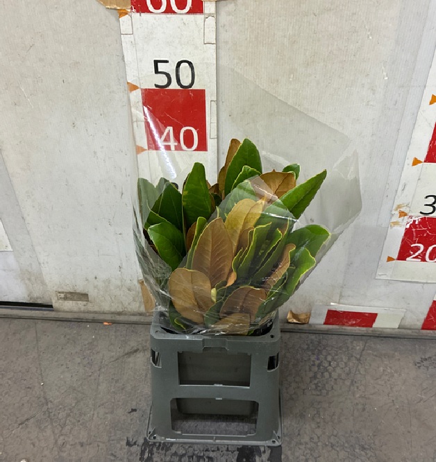 タイサンボク