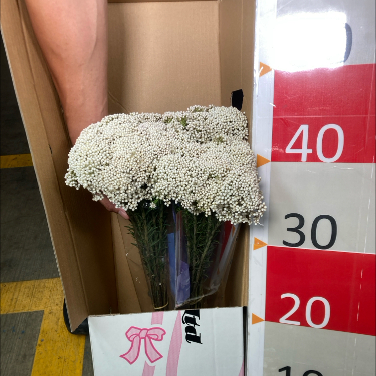 ライスフラワー