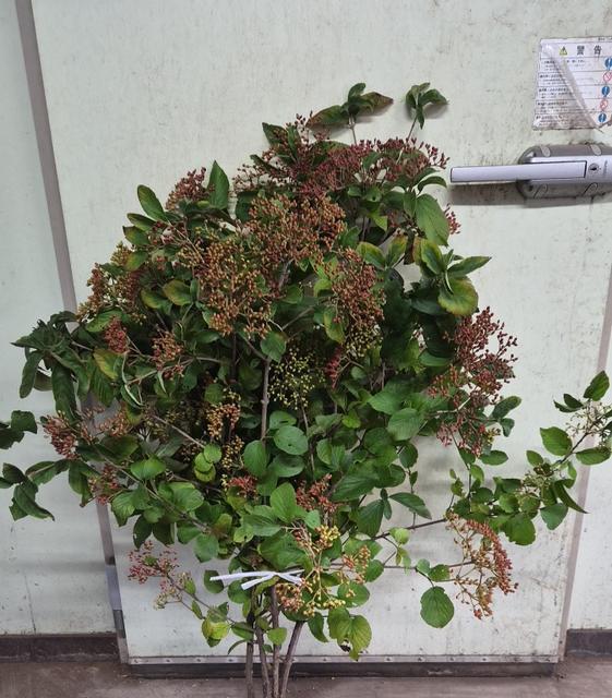ビブルナム