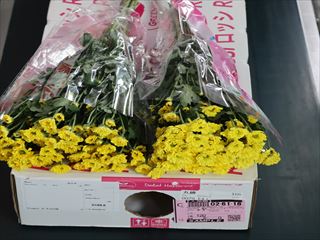 スプレー菊・黄“ロッシサニー”