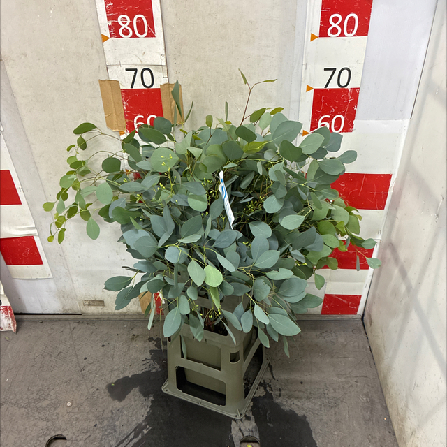 ユーカリ　ポプルネア